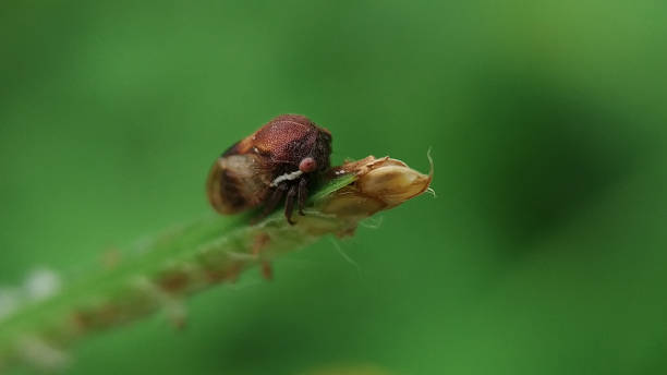 istock A little insect on the grass 1206197026