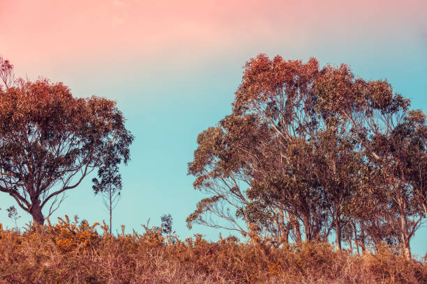istock Eucalyptus trees against morning sky 1206197276