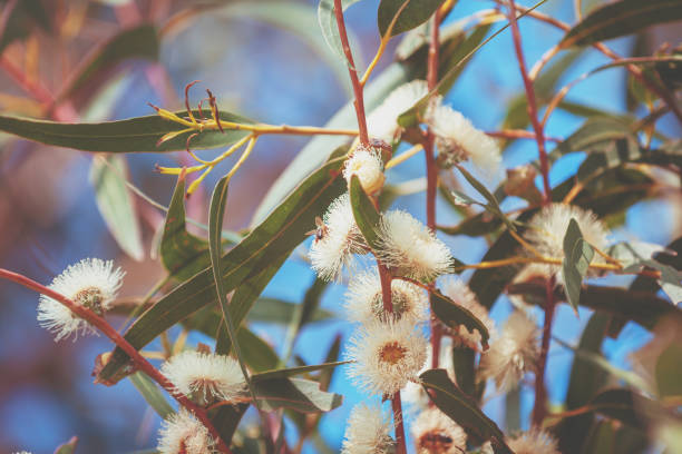 istock Eucalyptus branches with blossoming flowers against blue sky. Nature background 1206197310