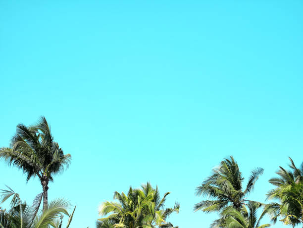 Low Angle View of Coconut Trees Top Against Clear Blue Sky