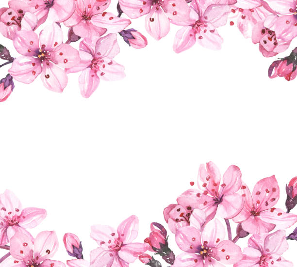 istock Watercolor hand painted sakura cherry blossom flowers illustration isolated on white background 1206197866