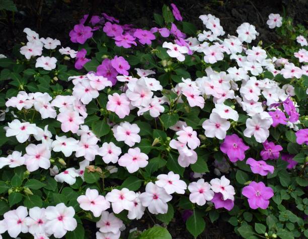 white and purple flowers of impatiens walleriana, also known as busy lizzie - efflorescent imagens e fotografias de stock
