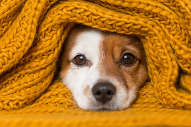 portrait of a cute young small dog looking at the camera with a yellow scarf covering him. White background. cold concept stock photo