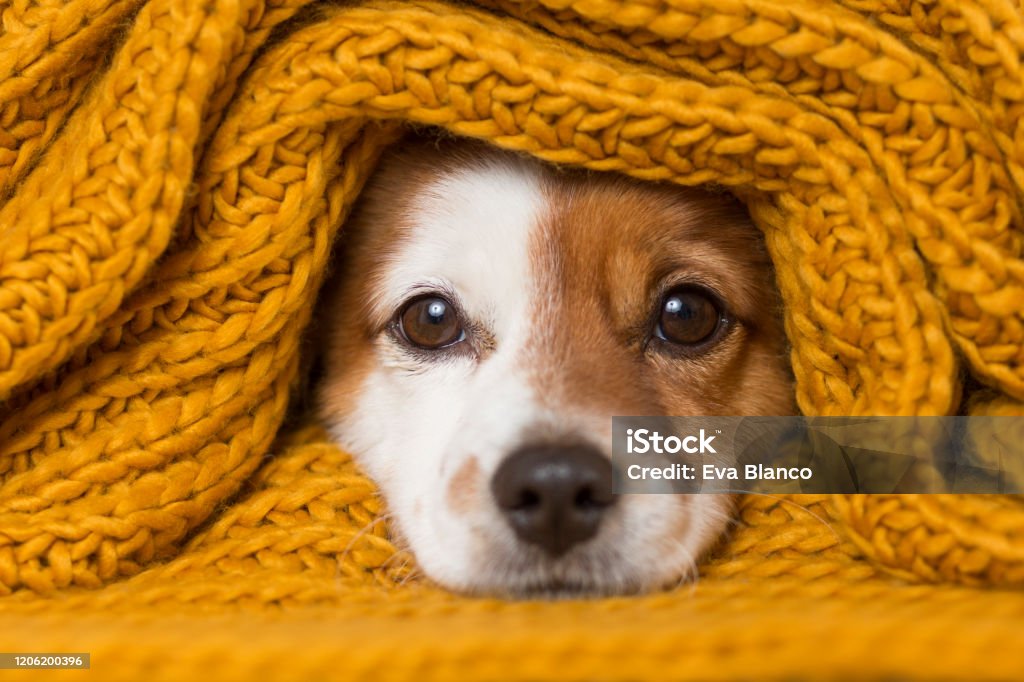 一個可愛的小狗看著相機的肖像，一條黃色的圍巾覆蓋著他。白色背景。冷概念 - 免版稅狗圖庫照片