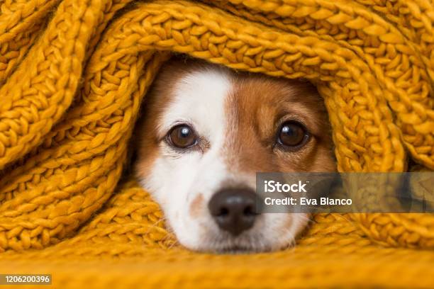 一個可愛的小狗看著相機的肖像一條黃色的圍巾覆蓋著他白色背景冷概念 照片檔及更多 狗 照片 - 狗, 冬天, 毛氈