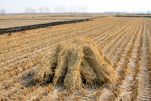 Straw in the rice fields, closeup of photo