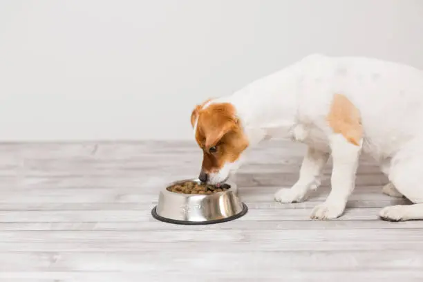 Photo of cute small dog sitting and eating his bowl of dog food. Pets indoors. Concept