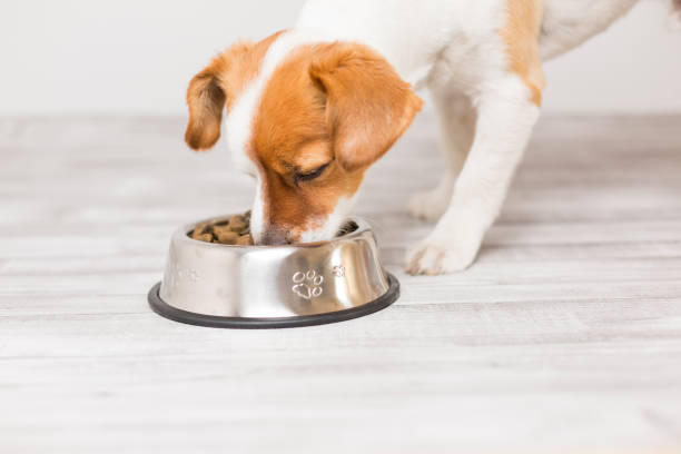 cute small dog sitting and eating his bowl of dog food. Pets indoors. Concept stock photo