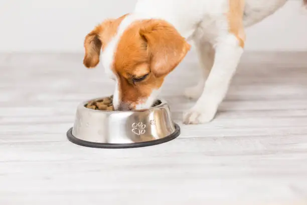 Photo of cute small dog sitting and eating his bowl of dog food. Pets indoors. Concept