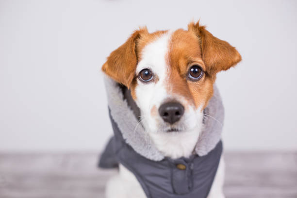 portrait of a young cute small dog wearing a grey coat with hood. He is looking a the camera, white background. Lifestyle and pets indoors. stock photo