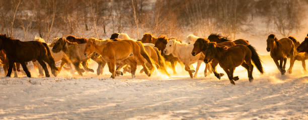 Free Stock Photo of A group of horses in a snowy field | Download Free ...
