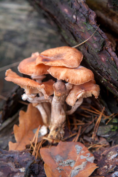 istock Wild forest mushrooms honey agarics in the forest. 1206200905