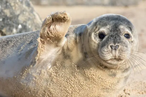 Photo of High five. Cute seal waving hi. Funny animal meme image