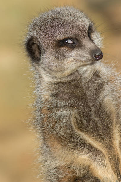 imagen meme animal divertida de meerkat fotogénica sonriendo para la cámara - smug fotografías e imágenes de stock
