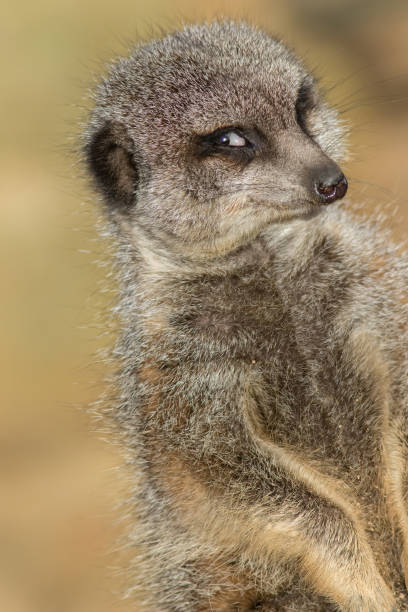 divertente immagine meme animale di meerkat fotogenico sorridente per la fotocamera - smug foto e immagini stock