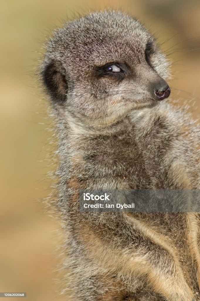 Funny animal meme image of photogenic meerkat smiling for camera Funny animal meme image of photogenic narcissistic meerkat smiling for the camera. Camera-friendly face of cute vain animal posing. Flirting expression of self-confidence. Happy photobombing. Meme Stock Photo