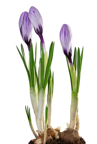 istock Beautiful violet Crocuses (Magnoliopsida) isolated on white background, including clipping path. 1206203346