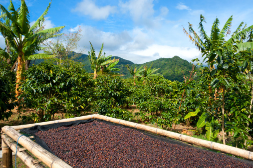 Coffee beans drying in the sun in a coffee plantation in Panama.