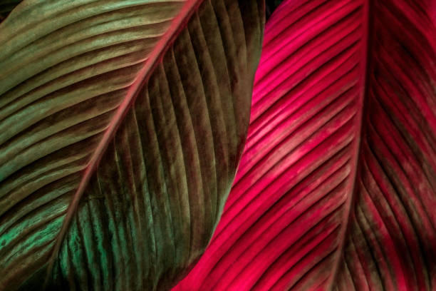 istock Close up, Spathiphyllum cannifolium leaf, abstract red texture, nature background, tropical leaf 1206207174