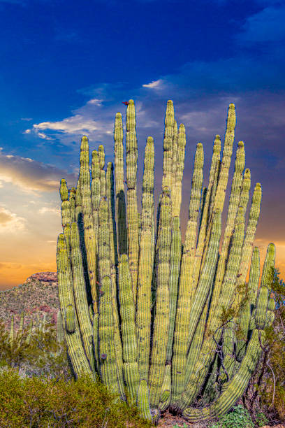los cactus del desierto de sonora de arizona se eparecen como un vasto ejército silencioso en el monumento nacional organ pipe cactus - organ pipe cactus fotografías e imágenes de stock
