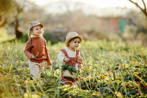 Two little sibling girls on strawberry farm in spring