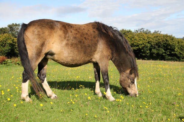istock Fat dun coloured pony munchig on lush green grass on summers day. 1206209063