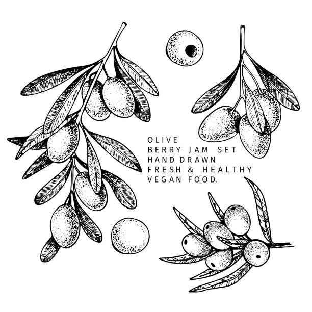 Hand drawn olive branch, leaf and berry. Engraved vector illustration. Oil agriculture plant. Summer harvest, cosmetic or seasoning organic vegan ingredient. Menu, package, cosmetic and food design. Hand drawn olive branch, leaf and berry. Engraved vector illustration. Oil agriculture plant. Summer harvest, cosmetic or seasoning organic vegan ingredient. Menu, package, cosmetic and food design Olive Tree stock illustrations