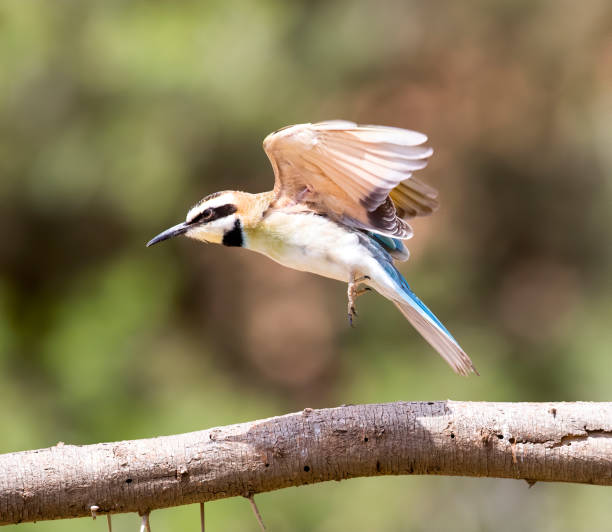 istock Bee-eater Stock Photo 1206209945