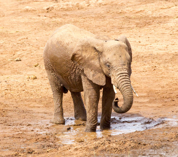 istock Young Elephant Stock Photo 1206210592