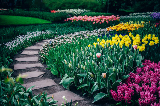 istock Flowerbeds of blossoming tulips 1206210673