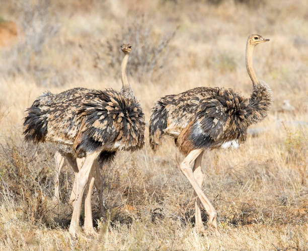 istock Two Young Ostrich Stock Photo 1206211910