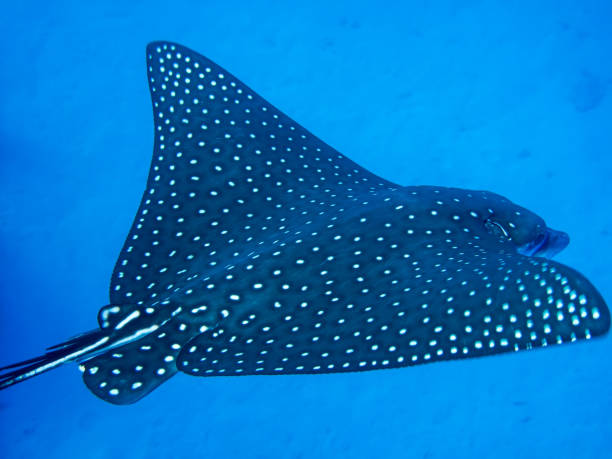 istock Spotted eagle ray (Aetobatis narinari). Taken in Red Sea, Egypt 1206212454