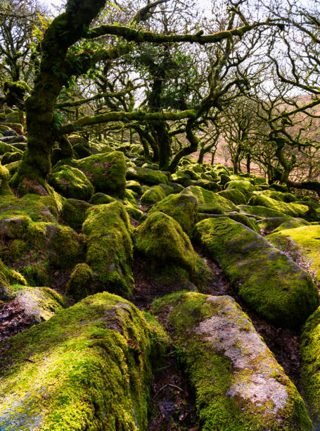 moss growing on the side of tree
