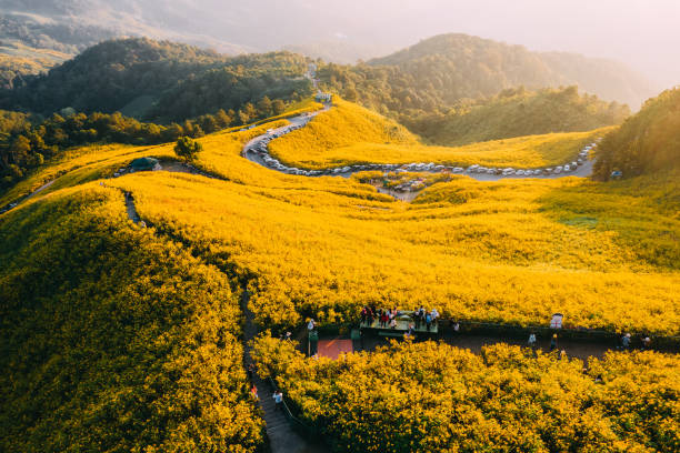 Flowers on mountain in sunrise in Thailand