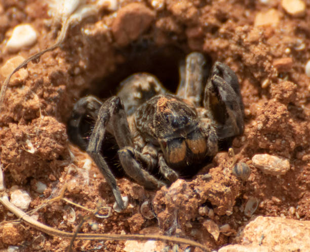 istock A spider in Anjar old town, Lebanon 1206214862