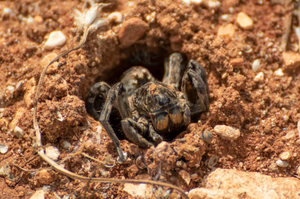 istock A spider in Anjar old town, Lebanon 1206214870