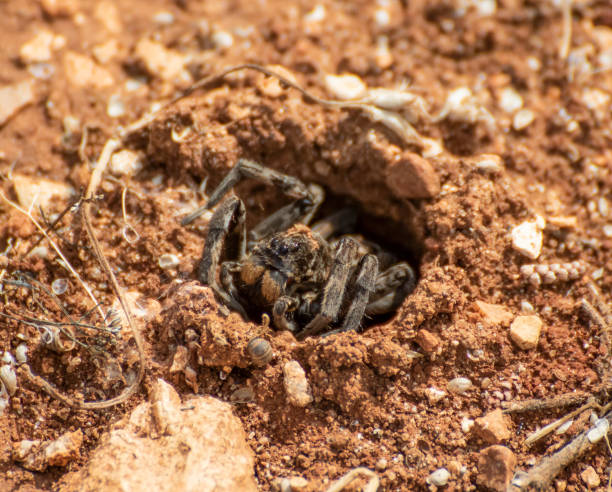 istock A spider in Anjar old town, Lebanon 1206214876