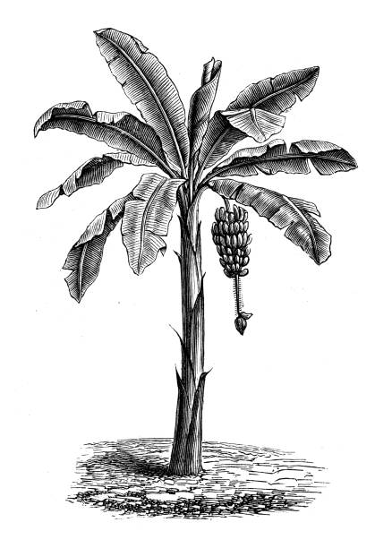 illustrations, cliparts, dessins animés et icônes de illustration antique de botanique : arbre de banane - banana tree