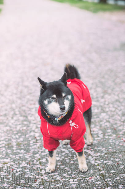 istock Japanese Shiba dog 1206215257