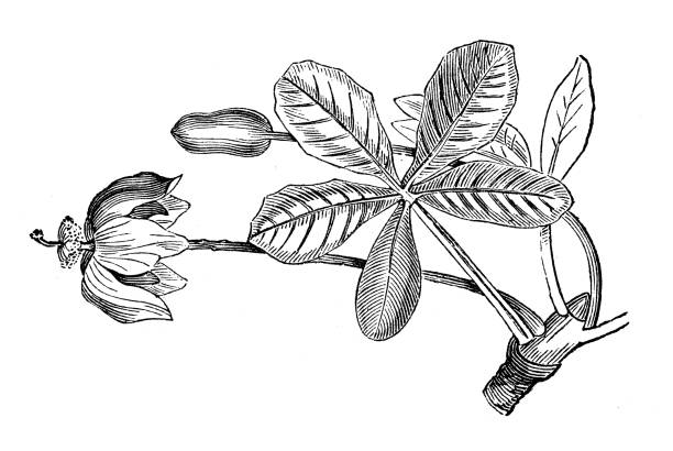 Antique botany illustration: Baobab Antique botany illustration: Baobab baobab flower stock illustrations