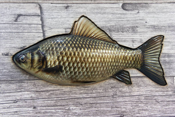 istock Copy of the carp fish on the wall 1206216983