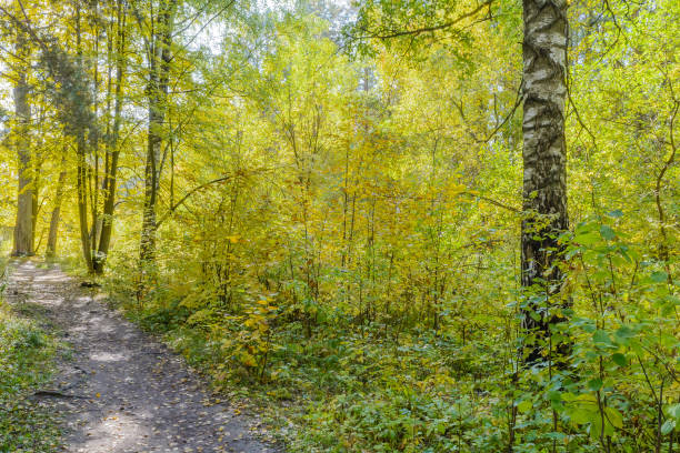 Path in the autumn forest