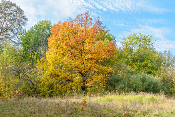 istock Colorful bright beautiful nature in early autumn 1206218121