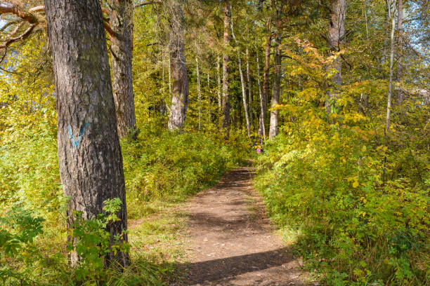 istock Colorful bright beautiful nature in early autumn 1206218150