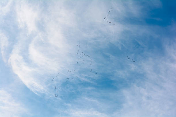 Flock of geese flying in the sky heading south