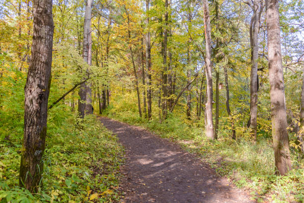 istock Colorful bright beautiful nature in early autumn 1206218200