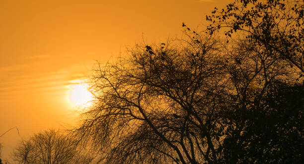istock landscape image of sunset on a tree in fall season 1206218423