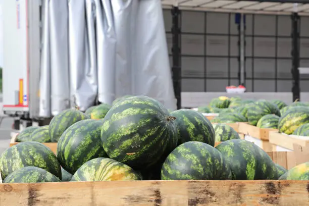 Big Watermelons in Crates Loading in Truck Trailer