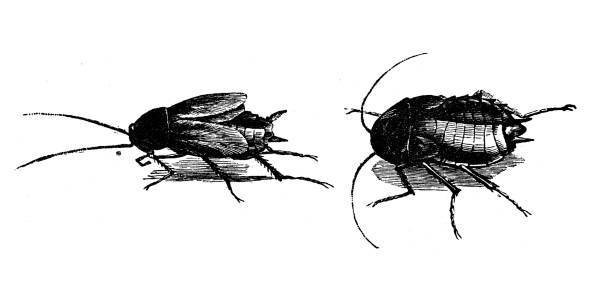 istock Antique animal illustration: oriental cockroach (Blatta orientalis) 1206219605