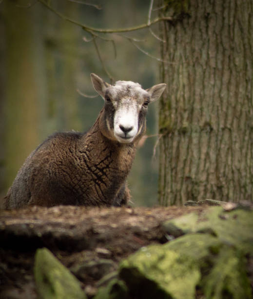 istock Close up of a sheep in the forest 1206219694